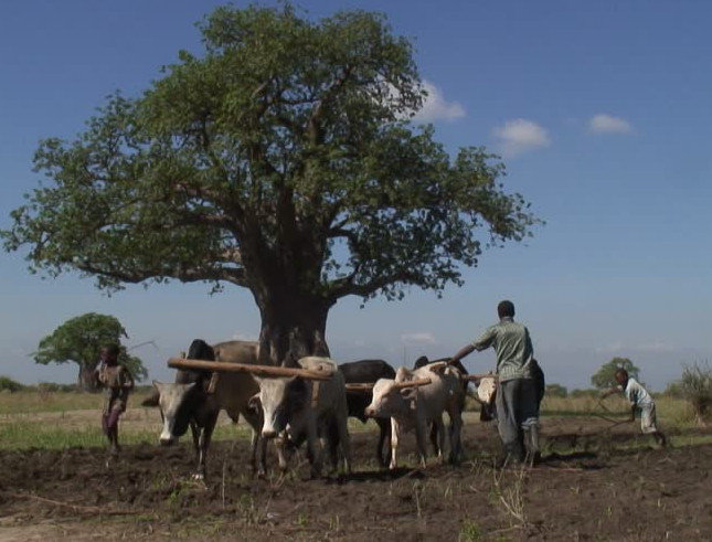 Agriculture en tanzanie